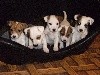  - 6 chiots jack russell terrier